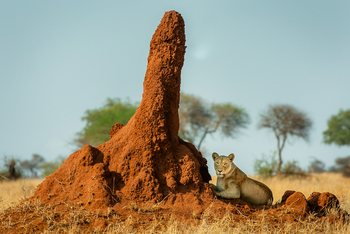 Olkeri Camp: Löwin im Schatten eines Termitenbaus