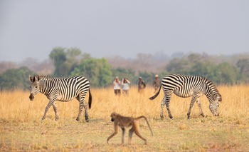Puku Ridge Camp: Walking Safari