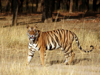 Samode Safari Lodge Samode Safari Lodge: Tiger auf Pirsch
