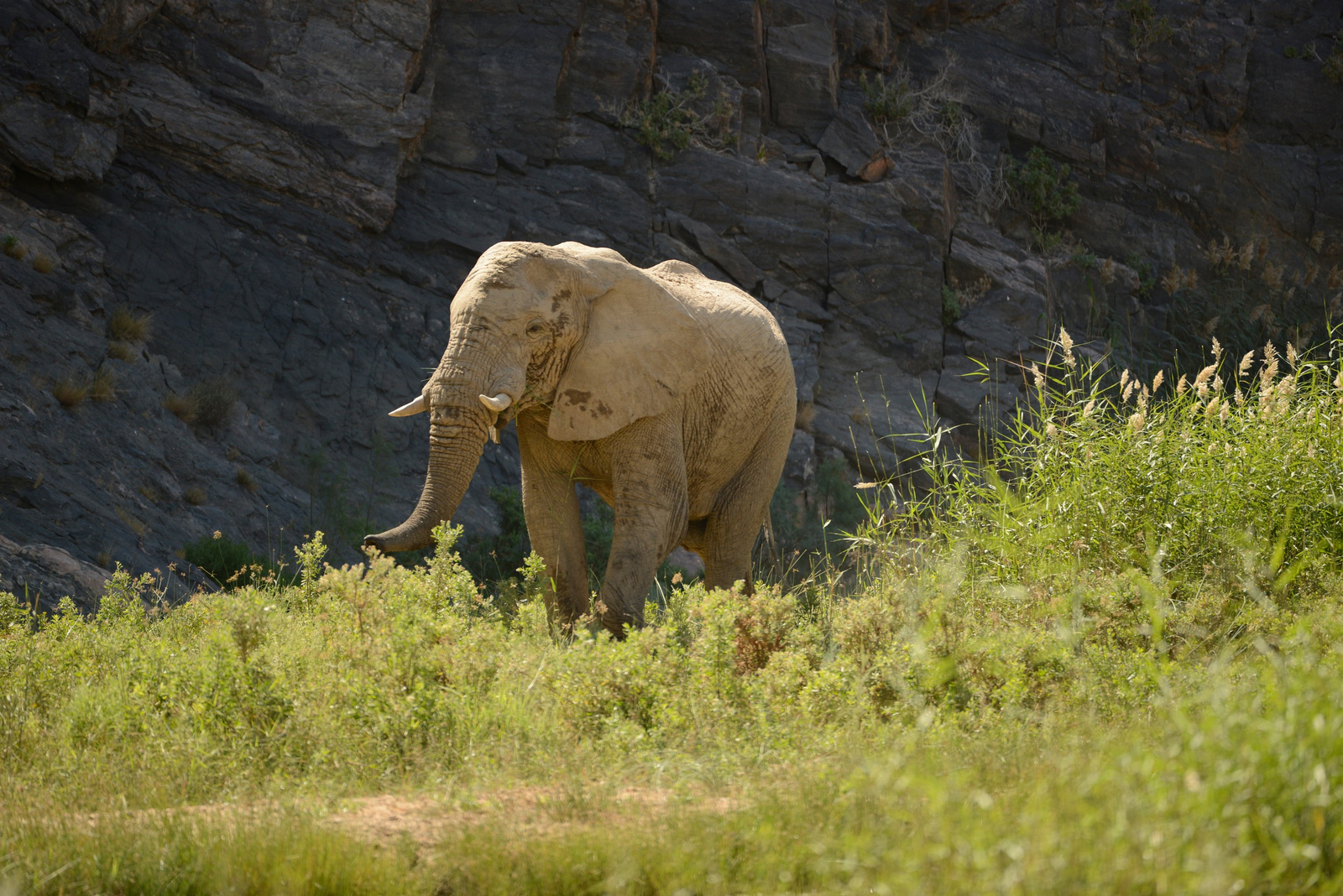 Sanctuary Okahirongo Elephant Lodge Sanctuary Okahirongo Elephant Lodge: Elefantenbulle