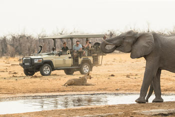 Savute Safari Lodge: Game Drive - Trinkender Elefant