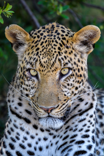 Savuti Camp Savuti Camp: Leopard