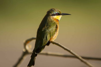 Shinde Footsteps Shinde Footsteps: Little Bee-Eater