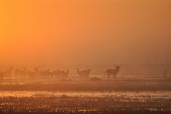Shoebill Island Camp Shoebill Island Camp: Black Lechwe im Morgennebel