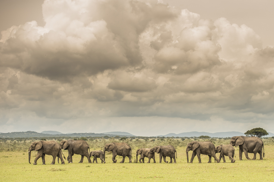 Sinigita Grumeti Game Reserve