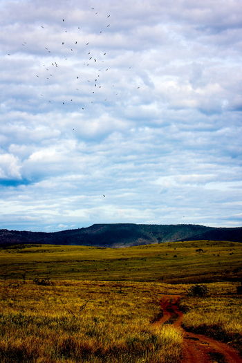Sirikoi Lodge Sirikoi Lodge: Geier am Himmel