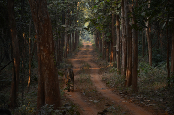 Tathastu Resort Tadoba: Piste durch den Wald