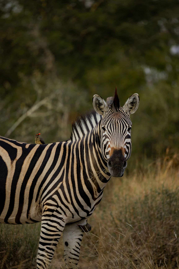 Thornybush Game Lodge: Zebra