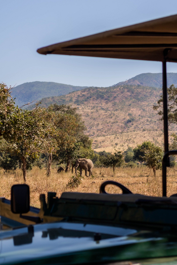 Time + Tide Chongwe Camp: Elefant