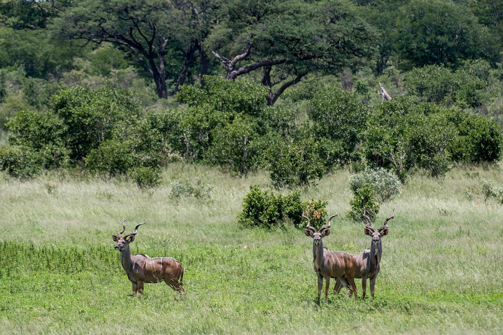 Verney's Camp Verney's Camp: Junge Kuduböcke