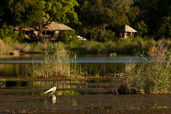 Zarafa Camp: Pelikan vor dem Camp