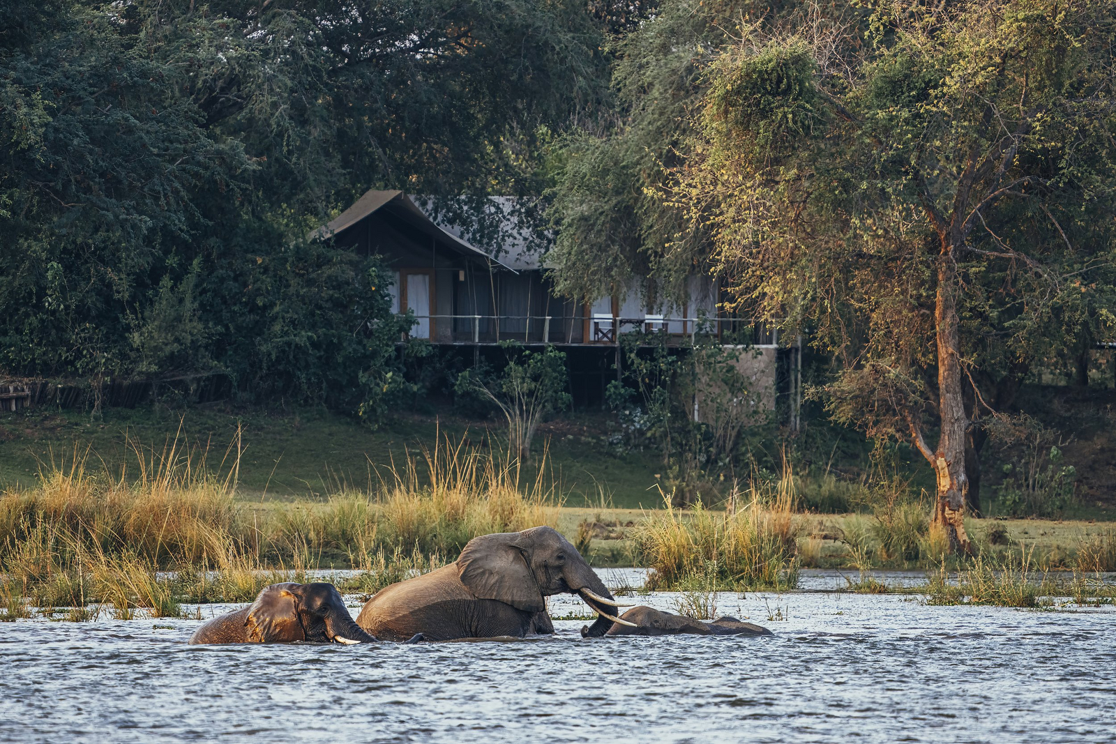 Anabezi Luxury Tented Camp Anabezi Luxury Tented Camp: Badende Elefanten