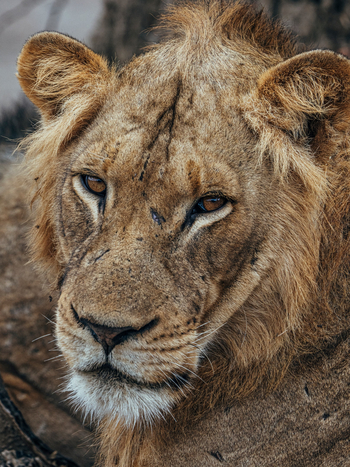 Anabezi Luxury Tented Camp: Junger, männlicher Löwe