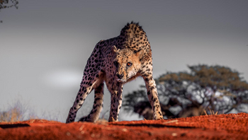 Bagatelle Kalahari Game Ranch: Alter Gepard