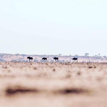 Bagatelle Kalahari Game Ranch: Gnus