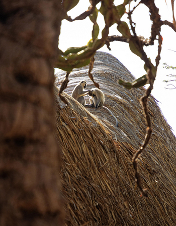 Borana Lodge Borana Lodge: Zwei Affen auf Strohdach