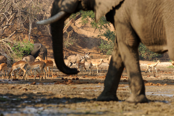 Chitake Mobile Camp Chitake Mobile Camp: Durstiges Wild