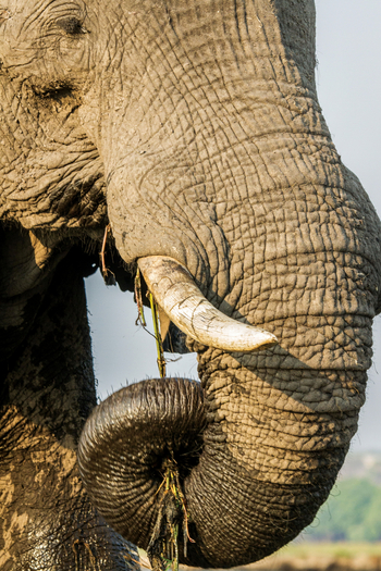 Chobe Game Lodge: Elefantenrüssel