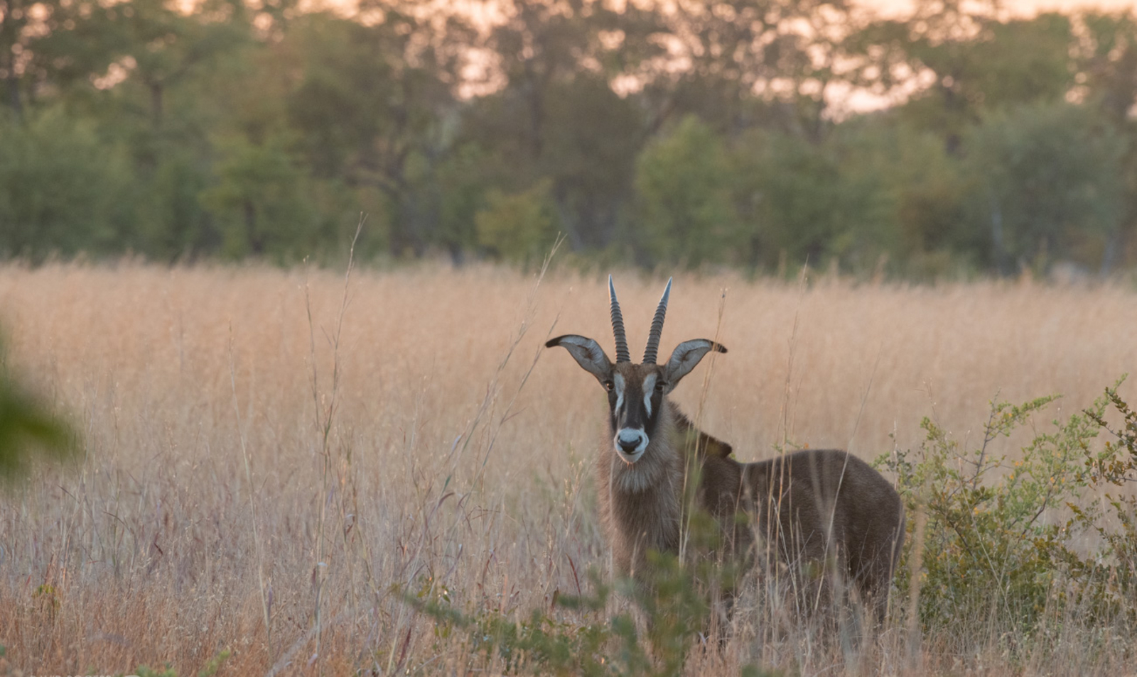 Deteema Springs Camp Deteema Springs Camp: Pferdeantilope