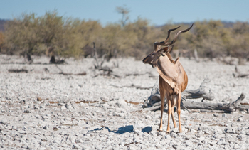 Etosha Safari Camp: Kudu