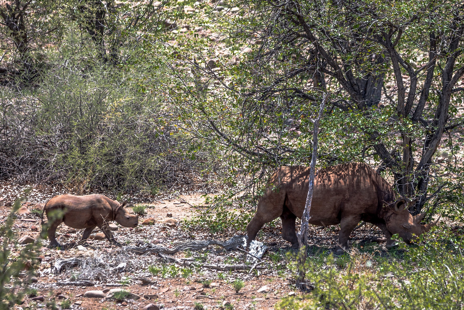 Grootberg Lodge Grootberg Lodge: Nashörner