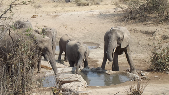 Hobatere Lodge: Elefanten