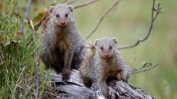 Jacana Camp: Streifenmangusten