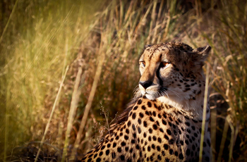 Jamala Madikwe: Gepard im hohen Gras