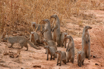 KaingU Safari Lodge: Zebramangusten