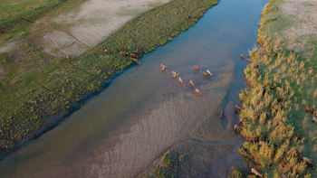 Kanyemba Lodge: Büffel an einem Seitenkanal