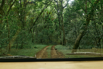 Koroi Forest Camp: Wege im Nationalpark