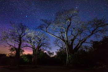 Kuthengo Camp: Baobabs unter Sternen