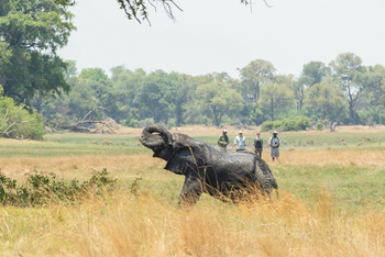 Kweene Trails: Elefantenbegegnung