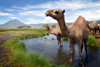 Lake Natron Camp: Kamele am Wasser