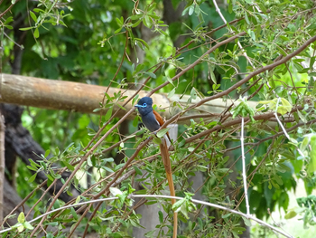 Lebala Camp Lebala Camp: Paradise Flycatcher
