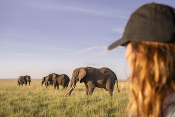 Little Governors' Camp: Elefantengruppe