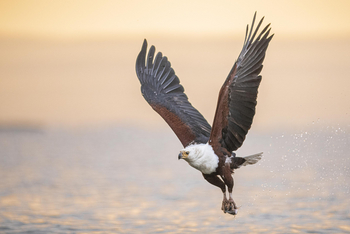 Loldia House: Lake Naivasha