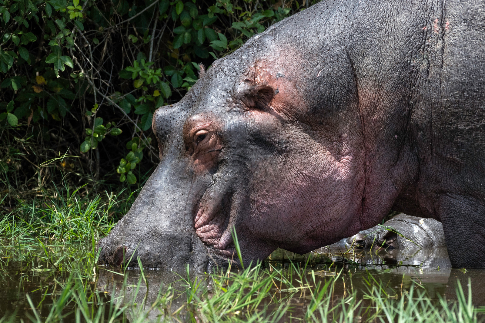 Magashi Camp Magashi Camp: Babyhippo