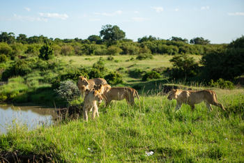 Mara Toto Tree Camp: Löwenrudel