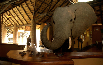 Mfuwe Lodge: Elefanten in der Lobby