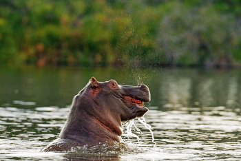Moanachira Flood Plains: Nilpferd