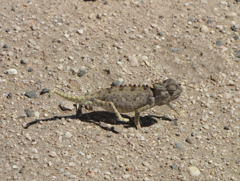 Namutoni Camp: Chamäleon