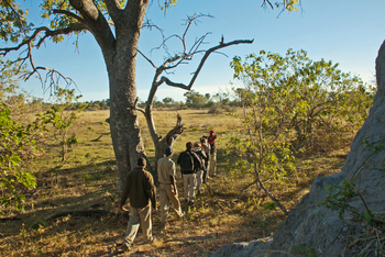 Oddballs' Camp: Walking Safari