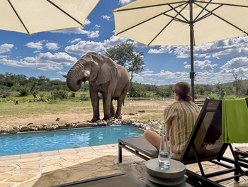 Ongava Tented Camp: Elefant gegenüber