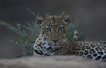 Sarara Camp: Leopard