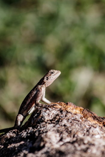 Sinigita Grumeti Game Reserve: Felsagame