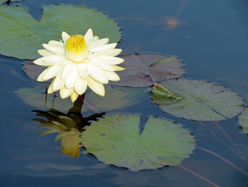 Splash Camp: Seerose