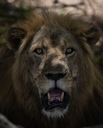 Sungani Lodge Sungani Lodge: Löwenportrait