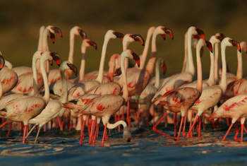 Hatari Lodge: Flamingos bei der Balz