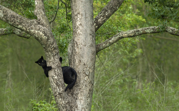 The Bison Resort: Erscheinung eines Schwarzen Panthers
